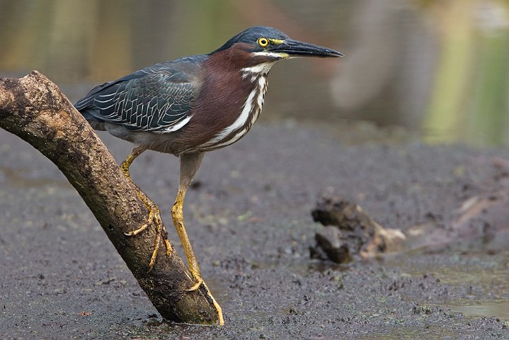 Grnreiher Butorides virescens Green Heron